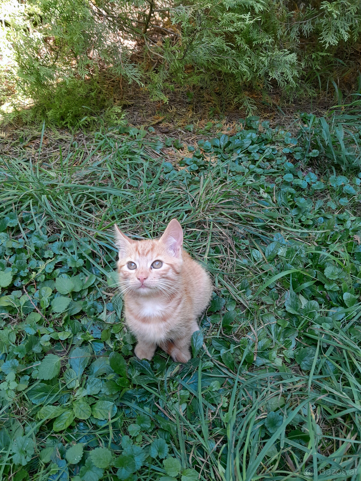 3 junge Kater herzugeben - 2