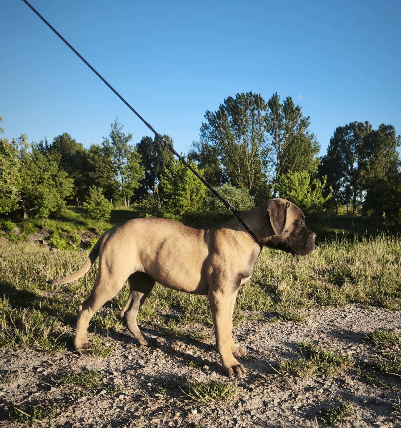 Bulmastif s PP/ Bullmastif/ Bulmastiff - 2