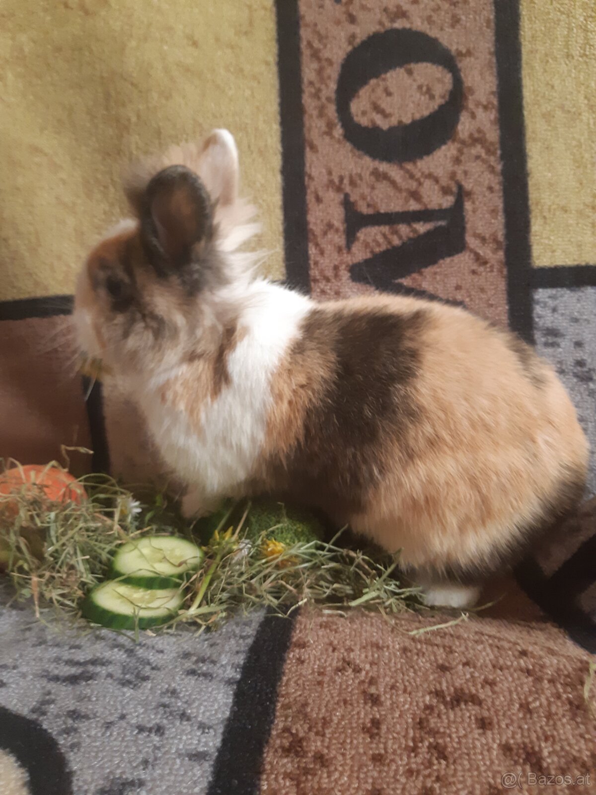Zwergkaninchen Löwenkopf Bub zu vergeben - 2