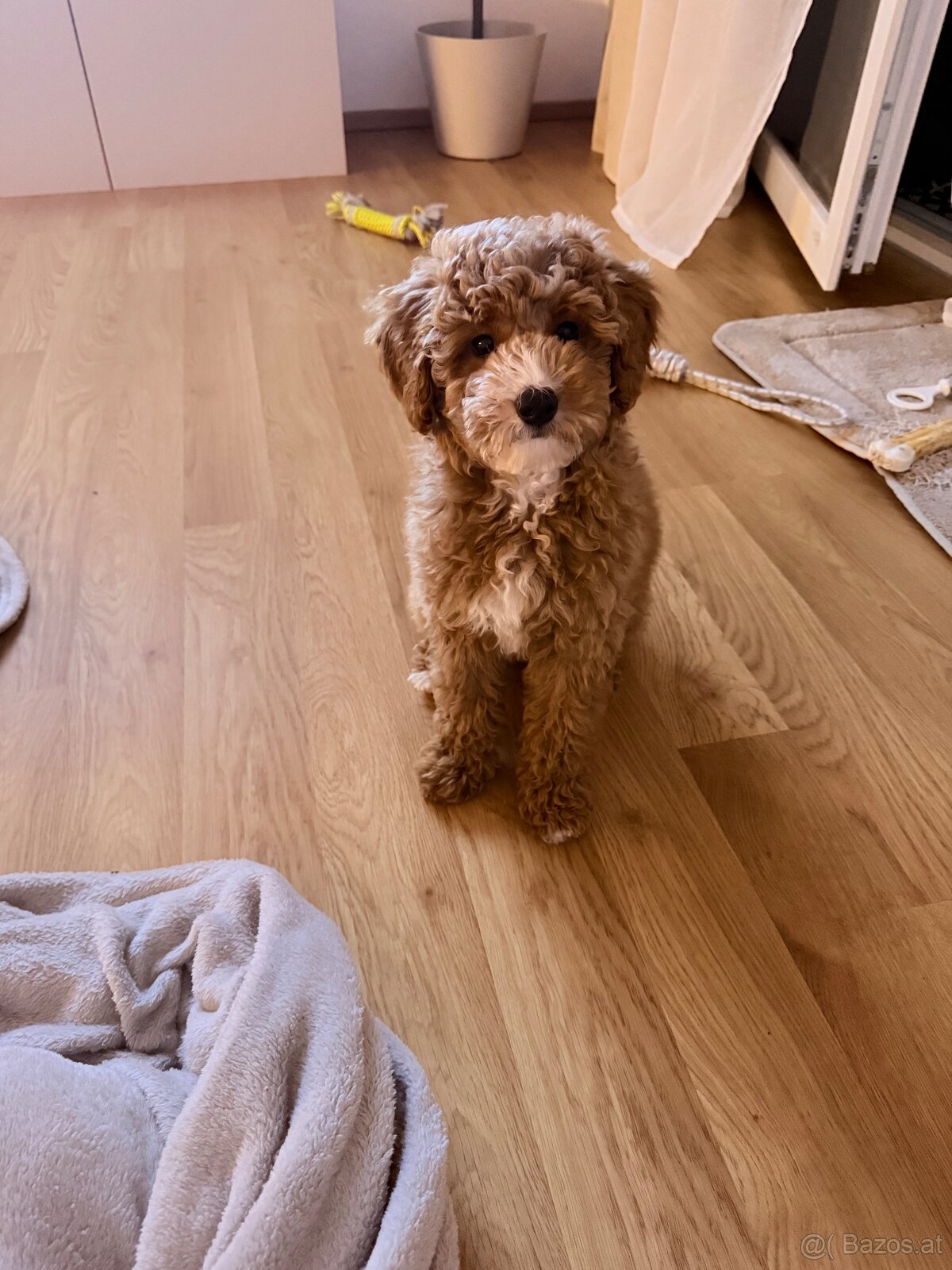 Reinrassige Toypudel-Hündin sucht liebevolles Zuhause - 2