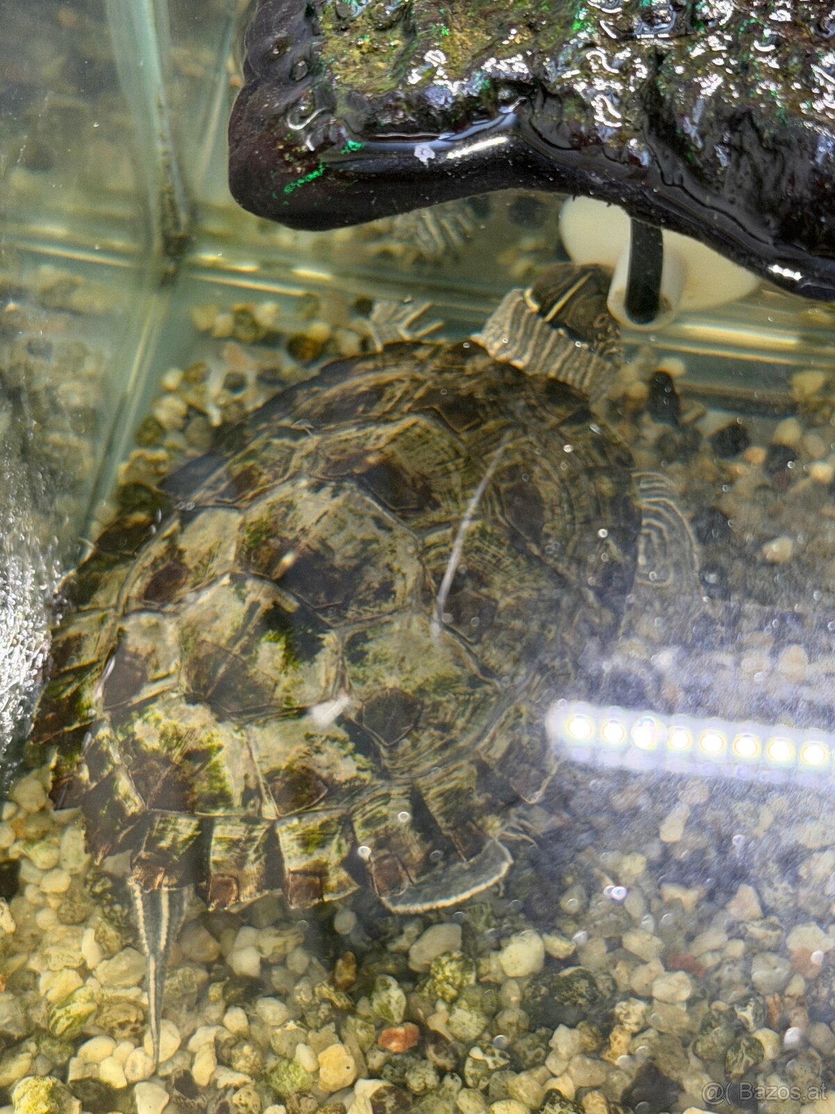 Höckerschildkröten (Graptemys) - 2