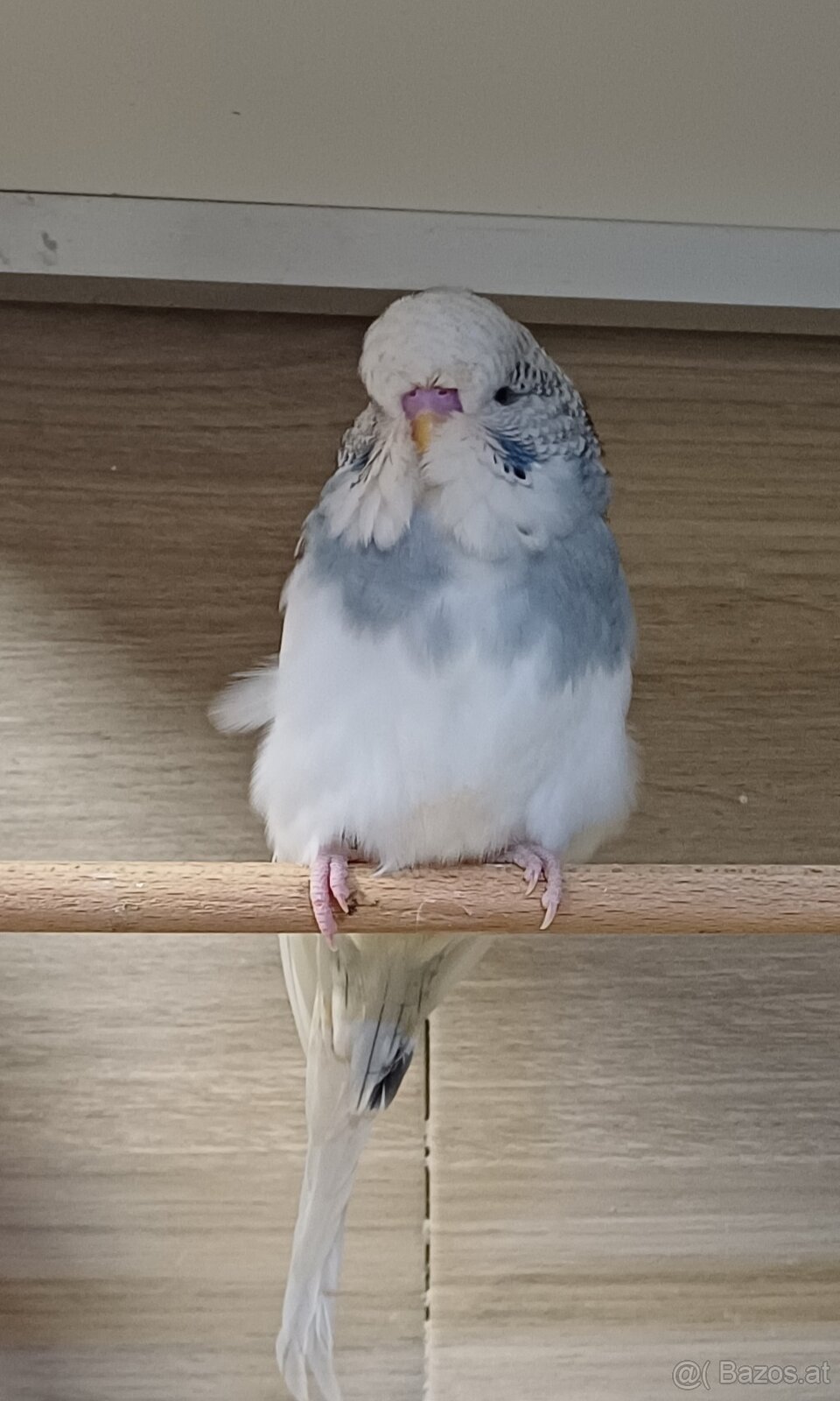 Standard wellensittiche - 2