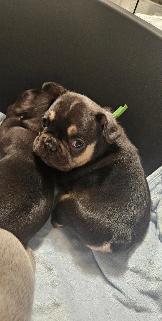 Französische Bulldoggenwelpen - 2