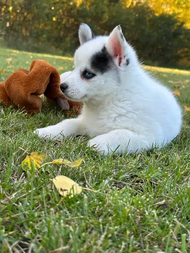 Pomsky-Welpen - 2