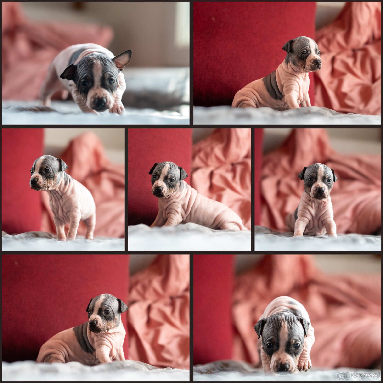 Welpen des Amerikanischen Nacktterriers - 2