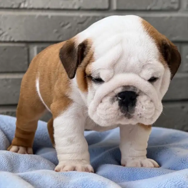 Bezaubernde Englische Bulldoggen-Welpen - 2