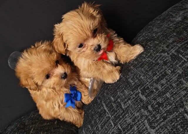Maltipoo-Welpen - 2