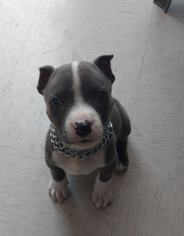American Pit-Terrier-Welpen - 2