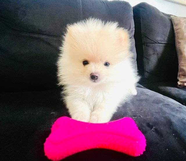 Wunderschöne Pomeranian-Welpen - 2