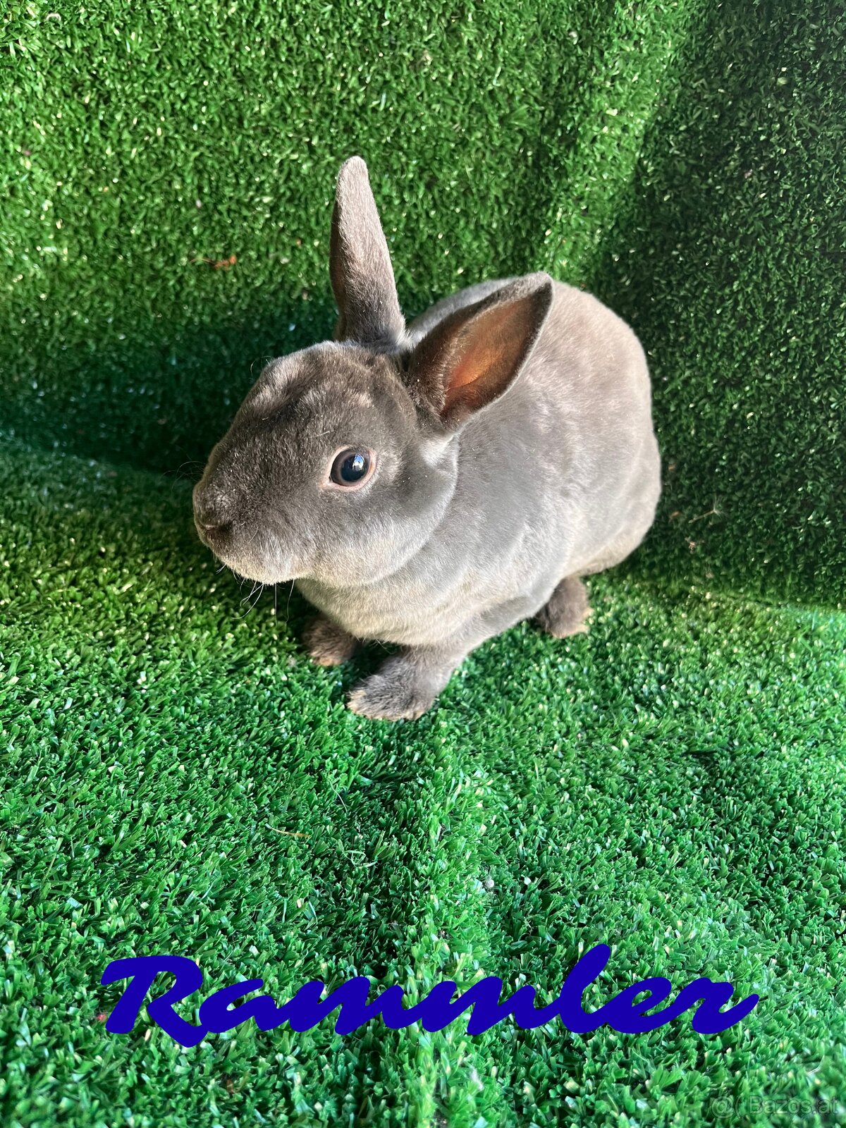 Zwerg-Rex Kaninchen blau, Zwergkaninchen Rex blau - 2