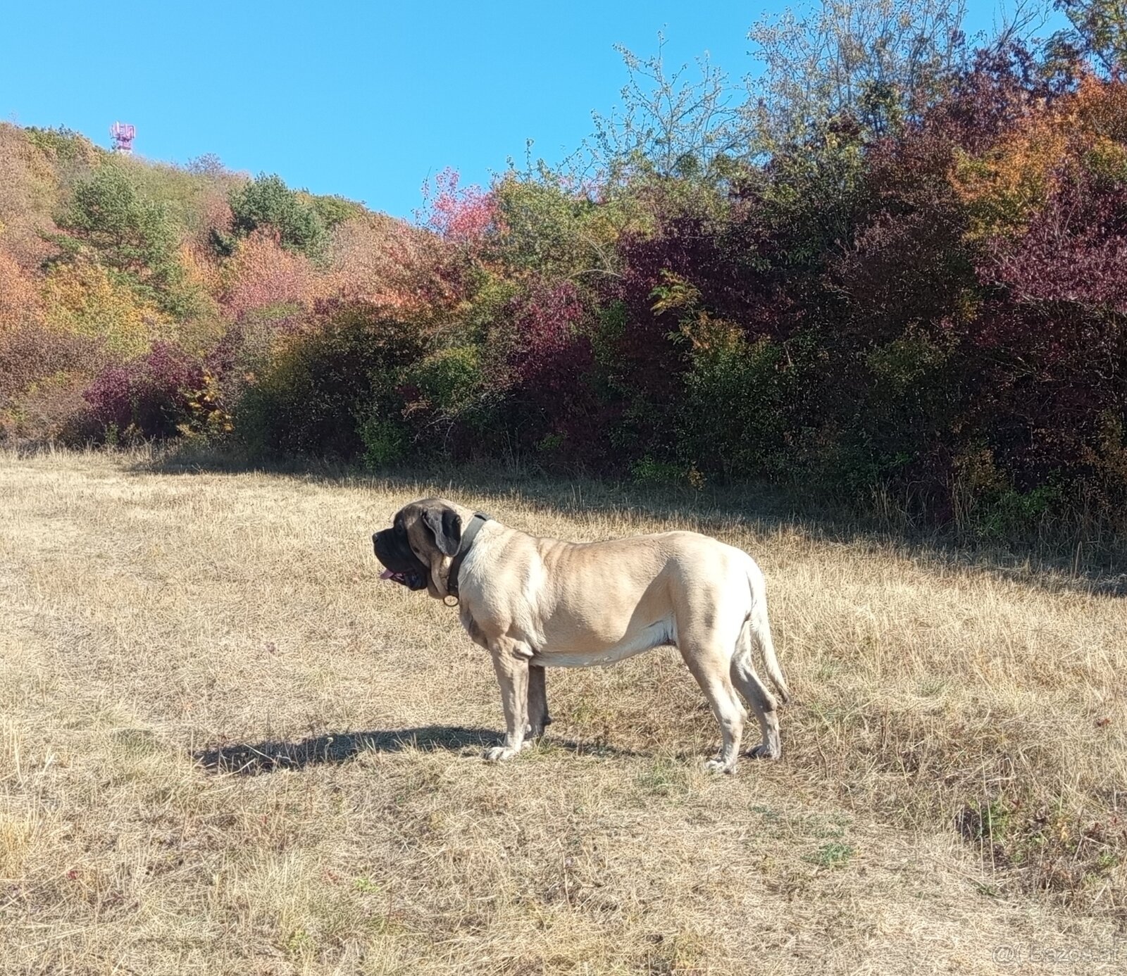 English mastiff - 2