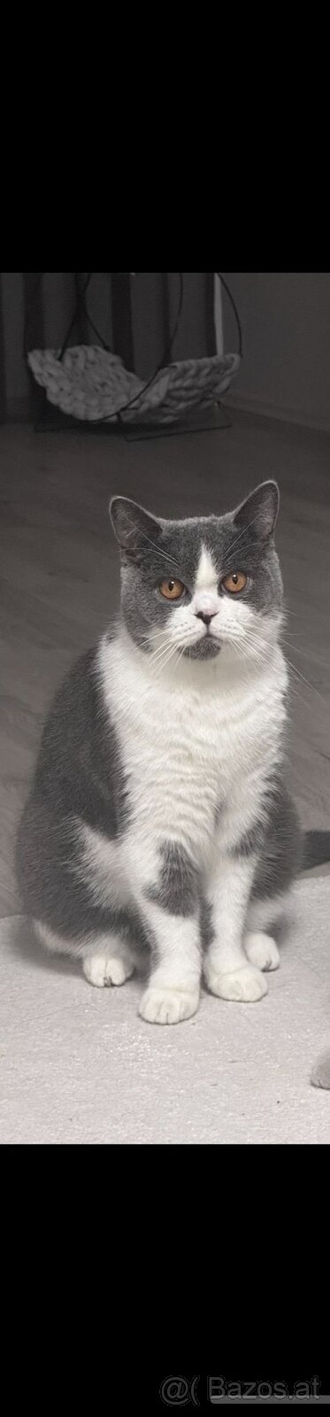 BKH Britisch Kurzhaar Kater Blue Bicolor - 2