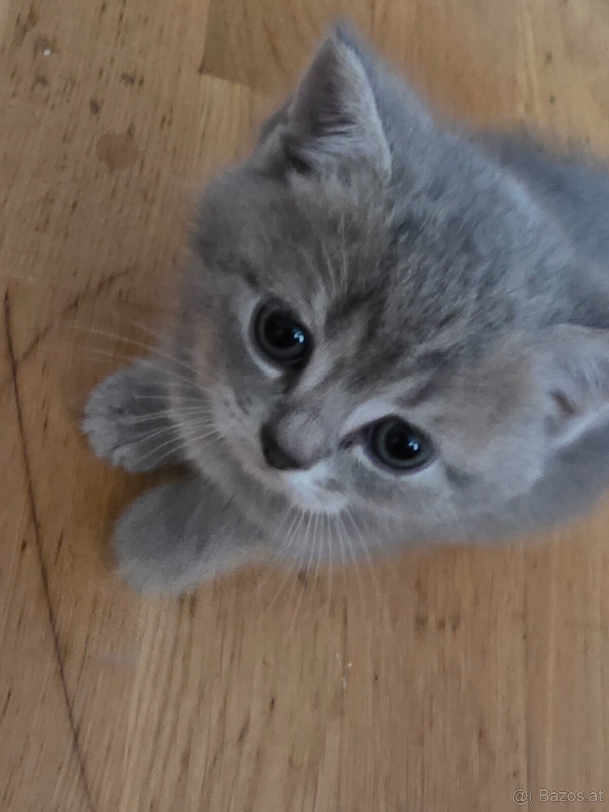 Bkh Kater sucht noch zuhause - 2