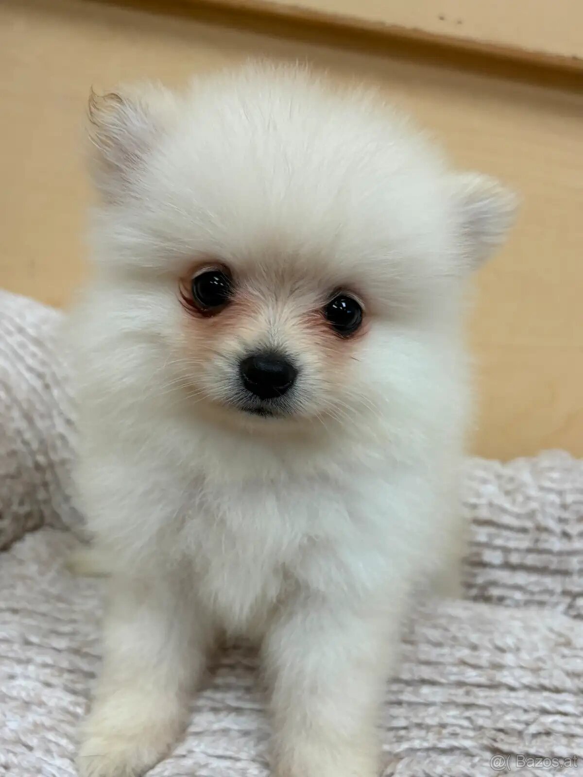 Wunderschöne Zwergspitz-Pomeranian-Welpen - 2
