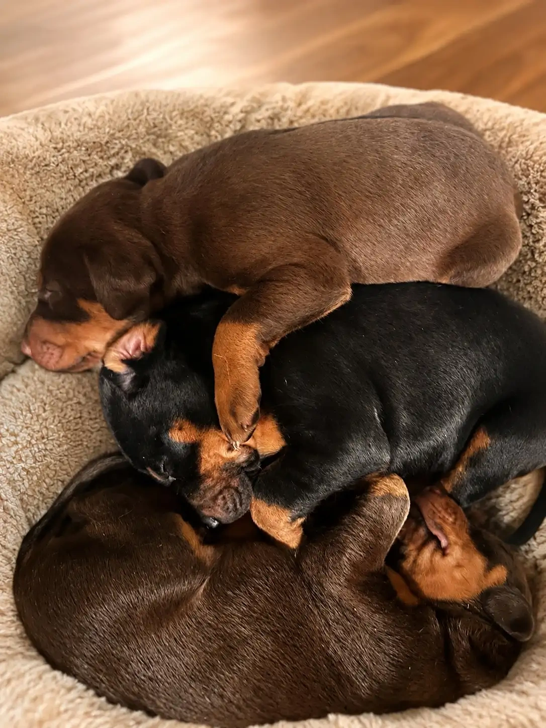 Europäische Dobermann-Welpen - 2