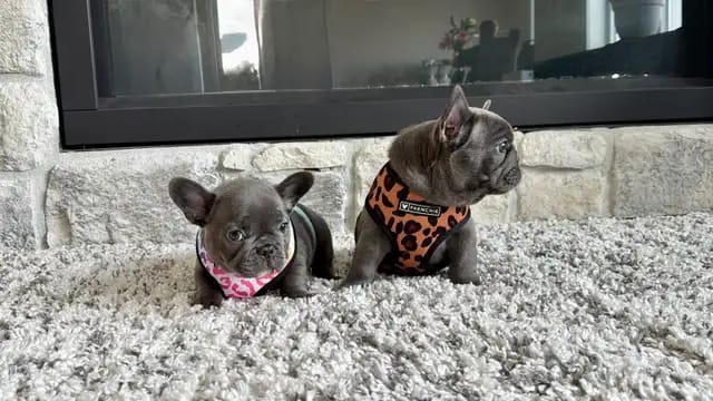 Französische Bulldoggenwelpen - 2