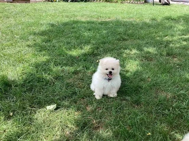 Bezaubernde Zwergspitz-pomeranian welpen - 2