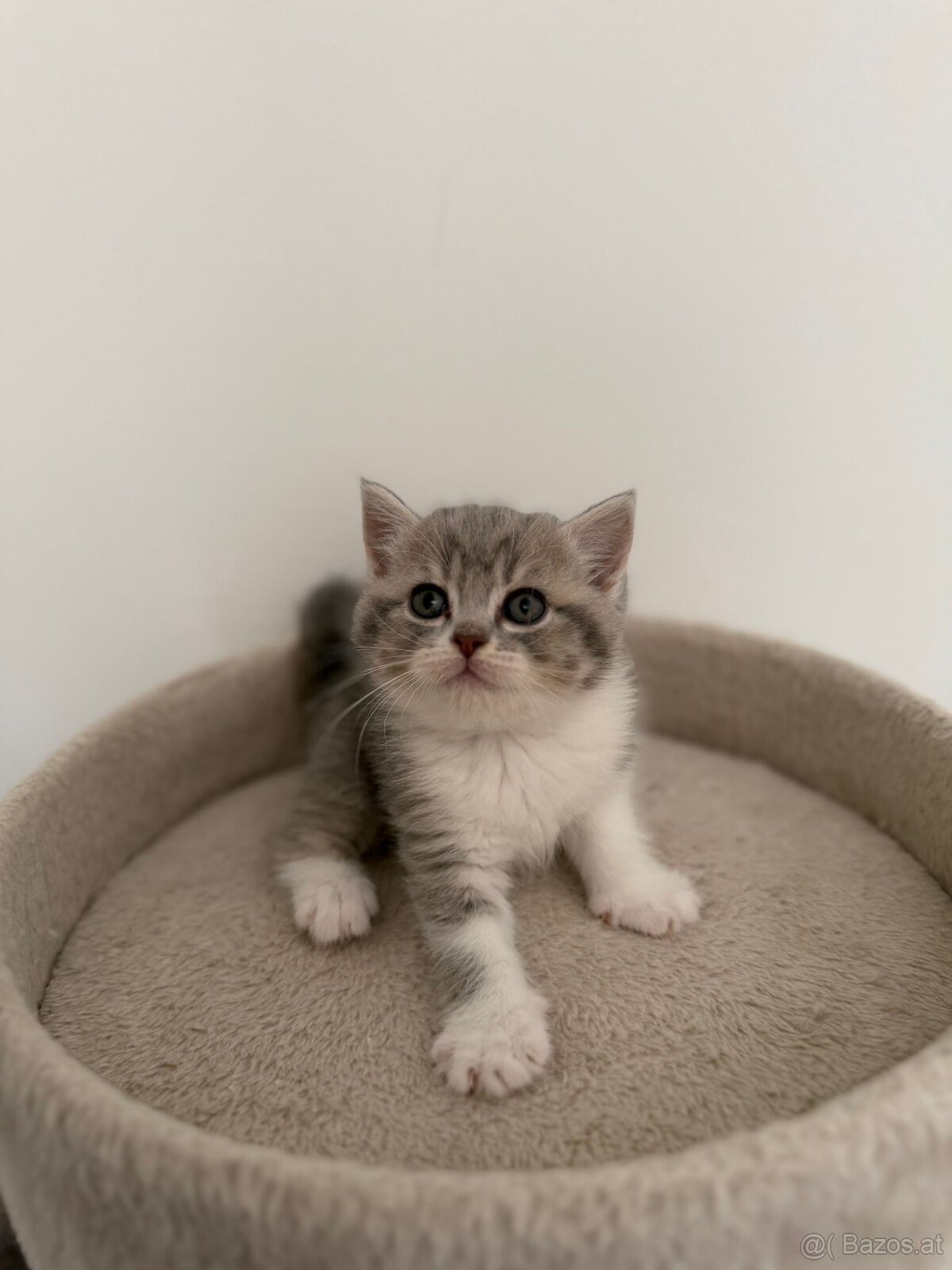 Reinrassige BKH Kitten - 2