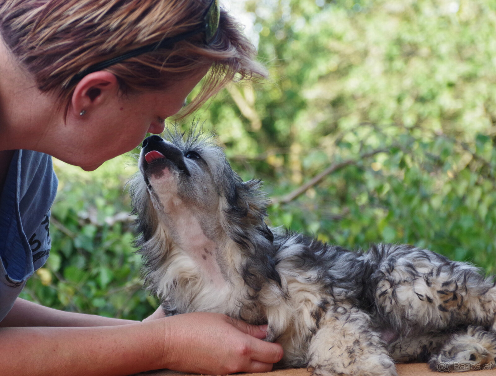 chinese crested dog - hairless - FCI - 2
