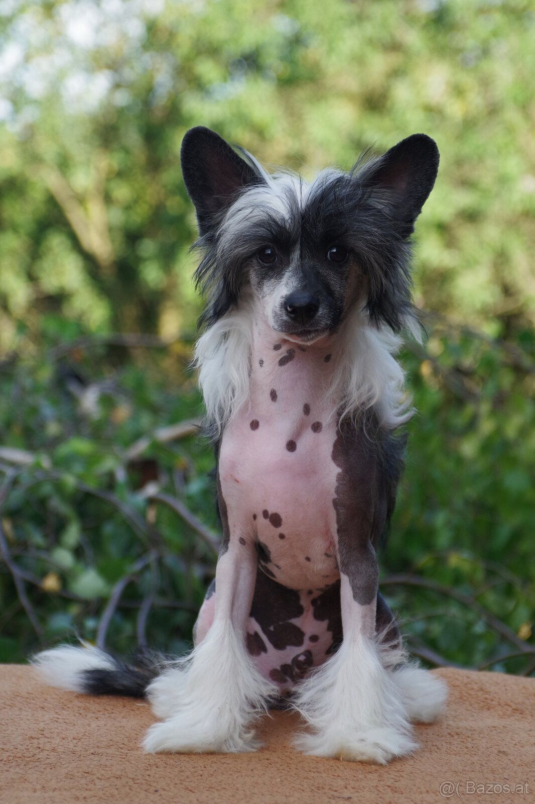 chinese crested dog - hairless - FCI - 2