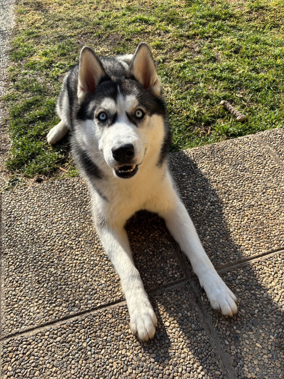Sibirischer Husky Rüde zu vergeben - 2
