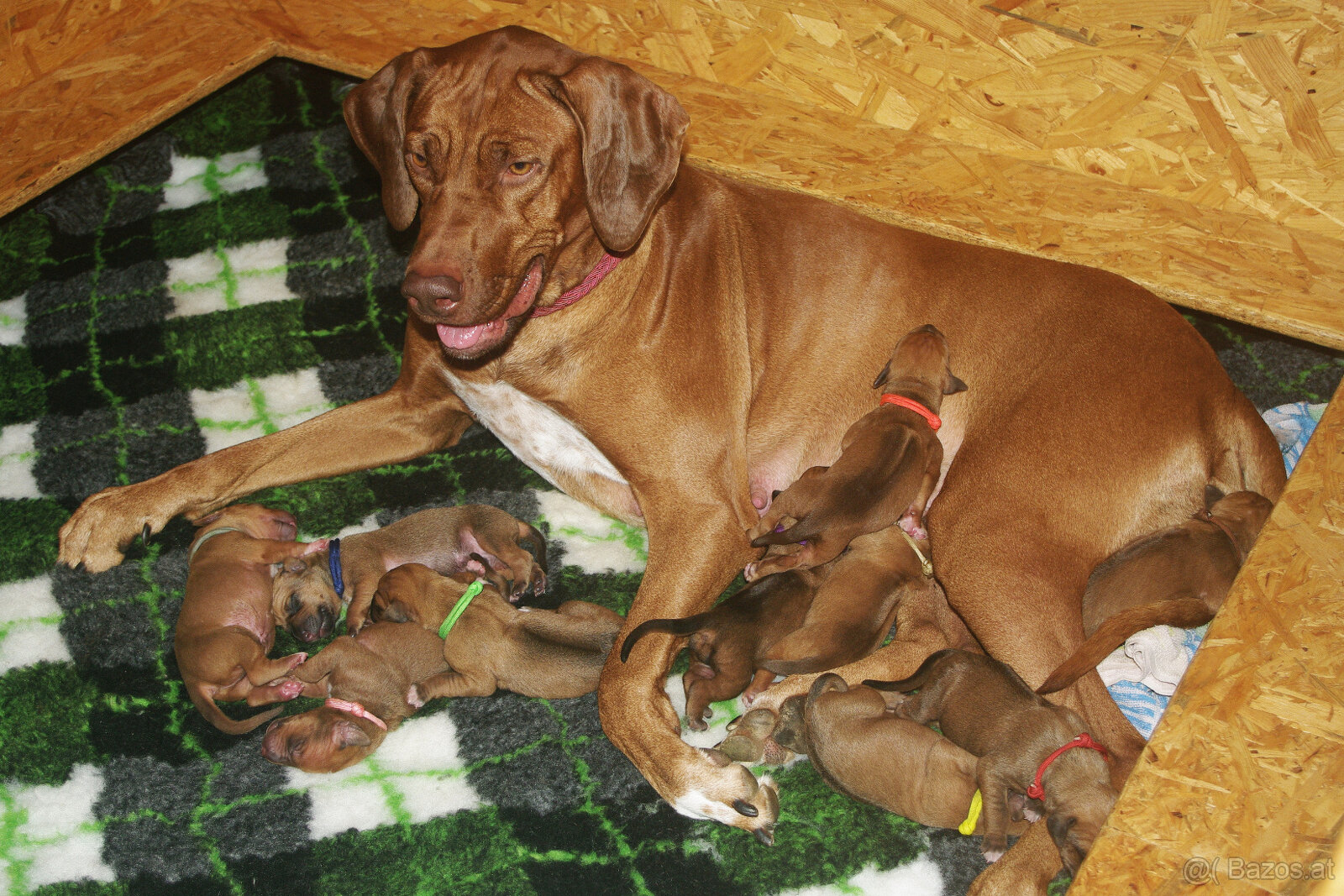 Rhodesian ridgeback FCI - 2