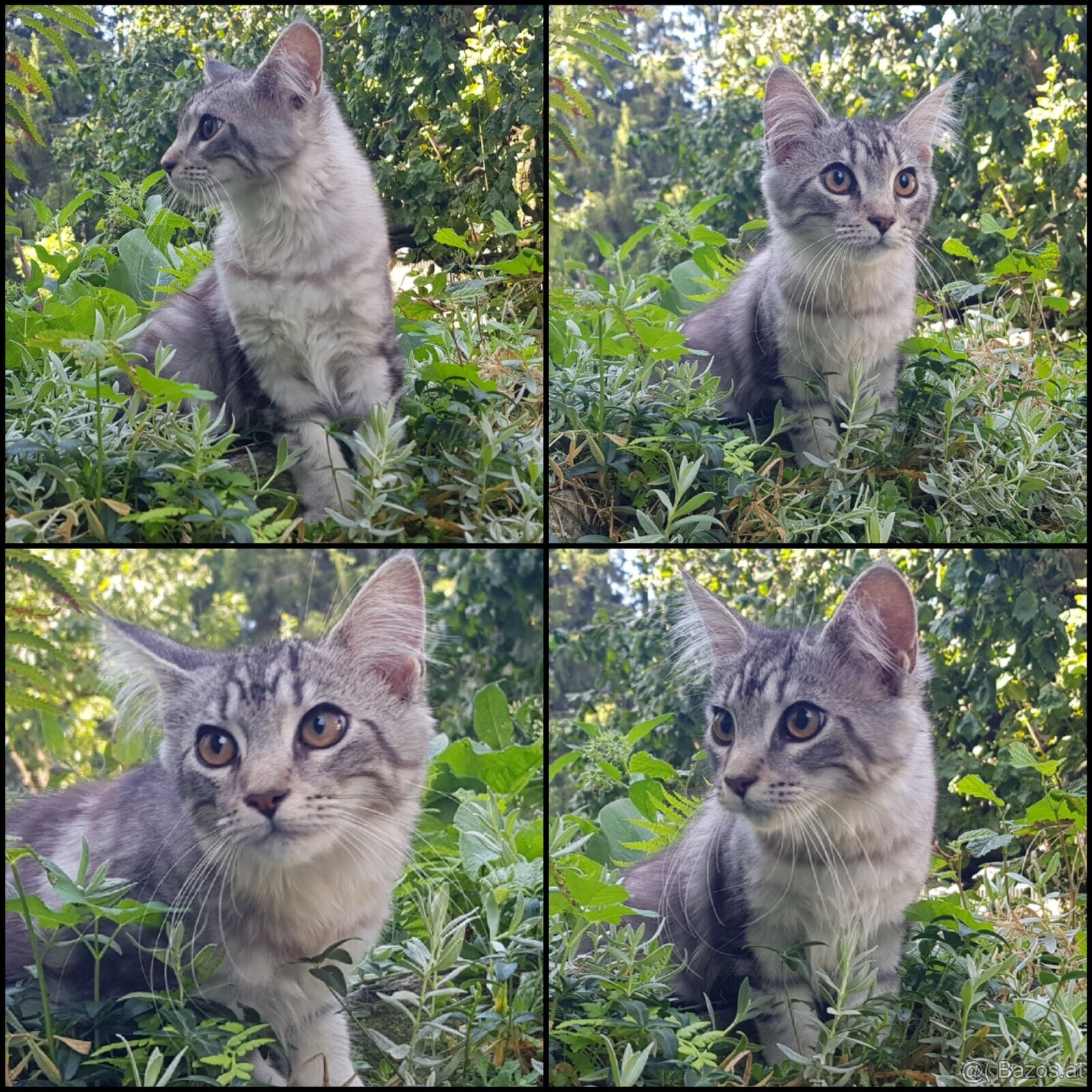 Maine Coon Kitten suchen Herzensplätze - 2