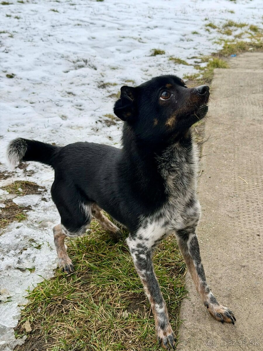 Mischling Rüde klein - 2