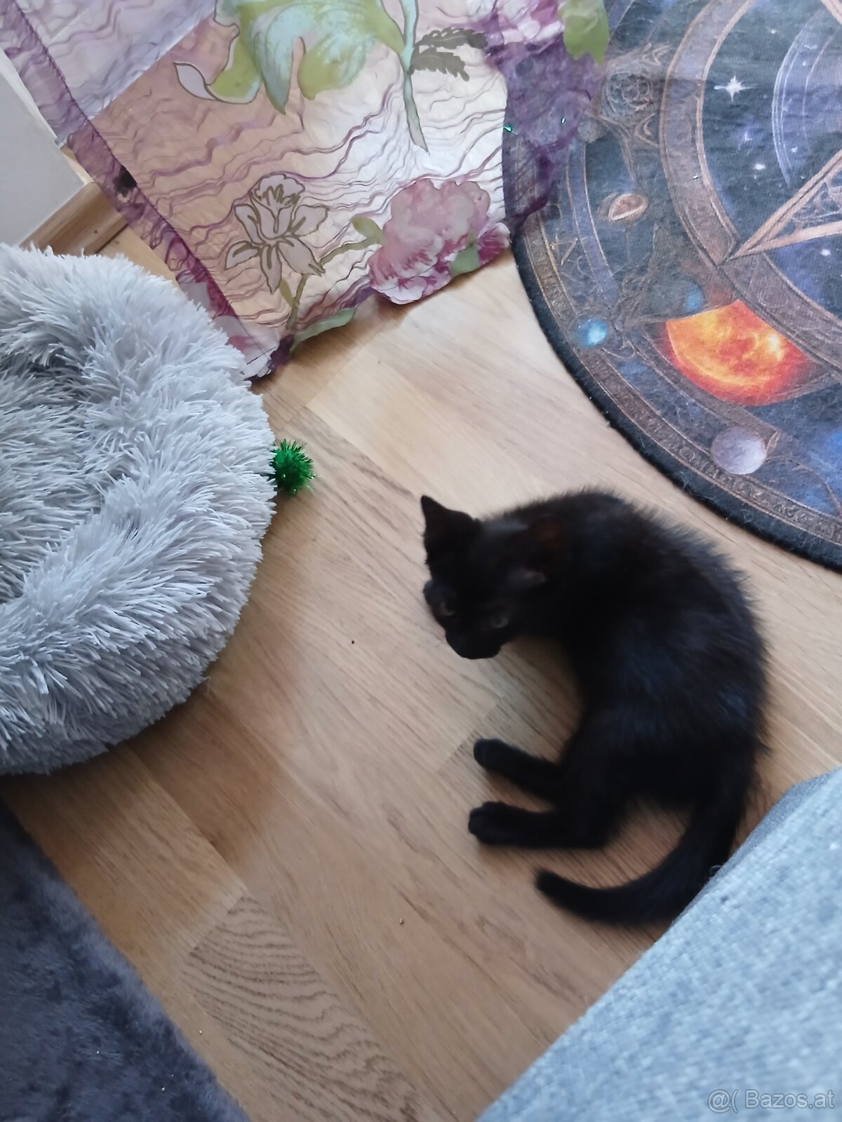 Baby Katze - 2