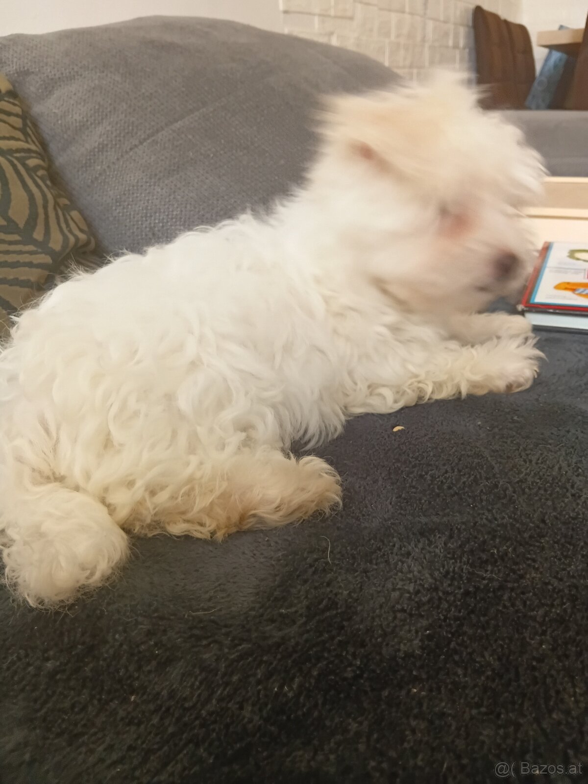 Hund Malteser Welpe - 2