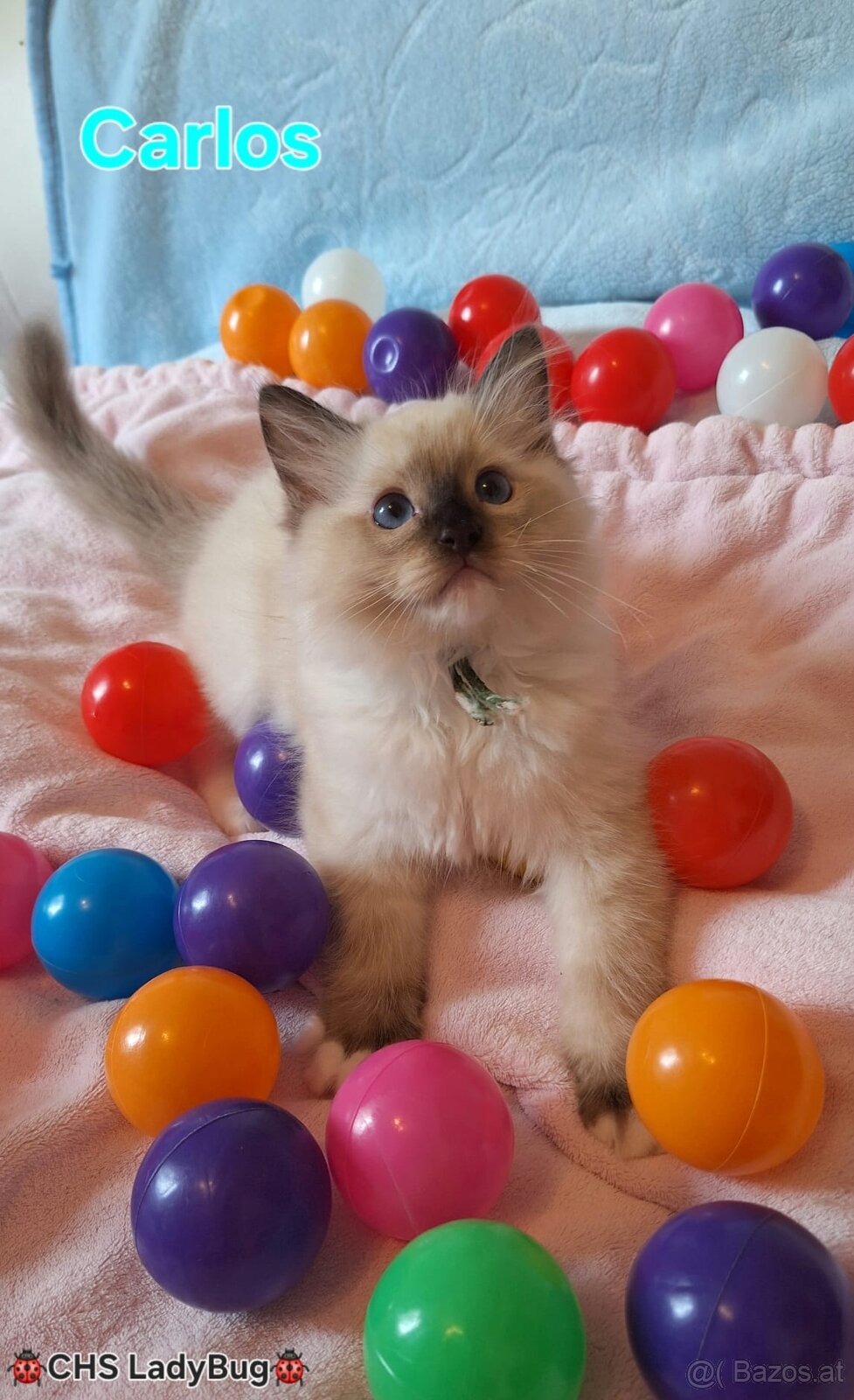 Ragdoll s PP - 2