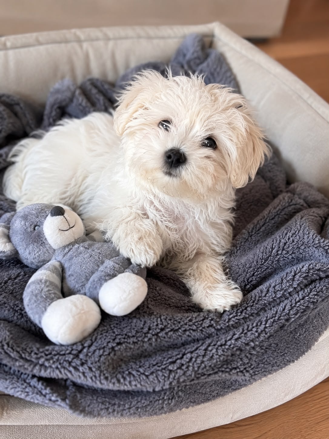 Maltipoo Welpe - 2