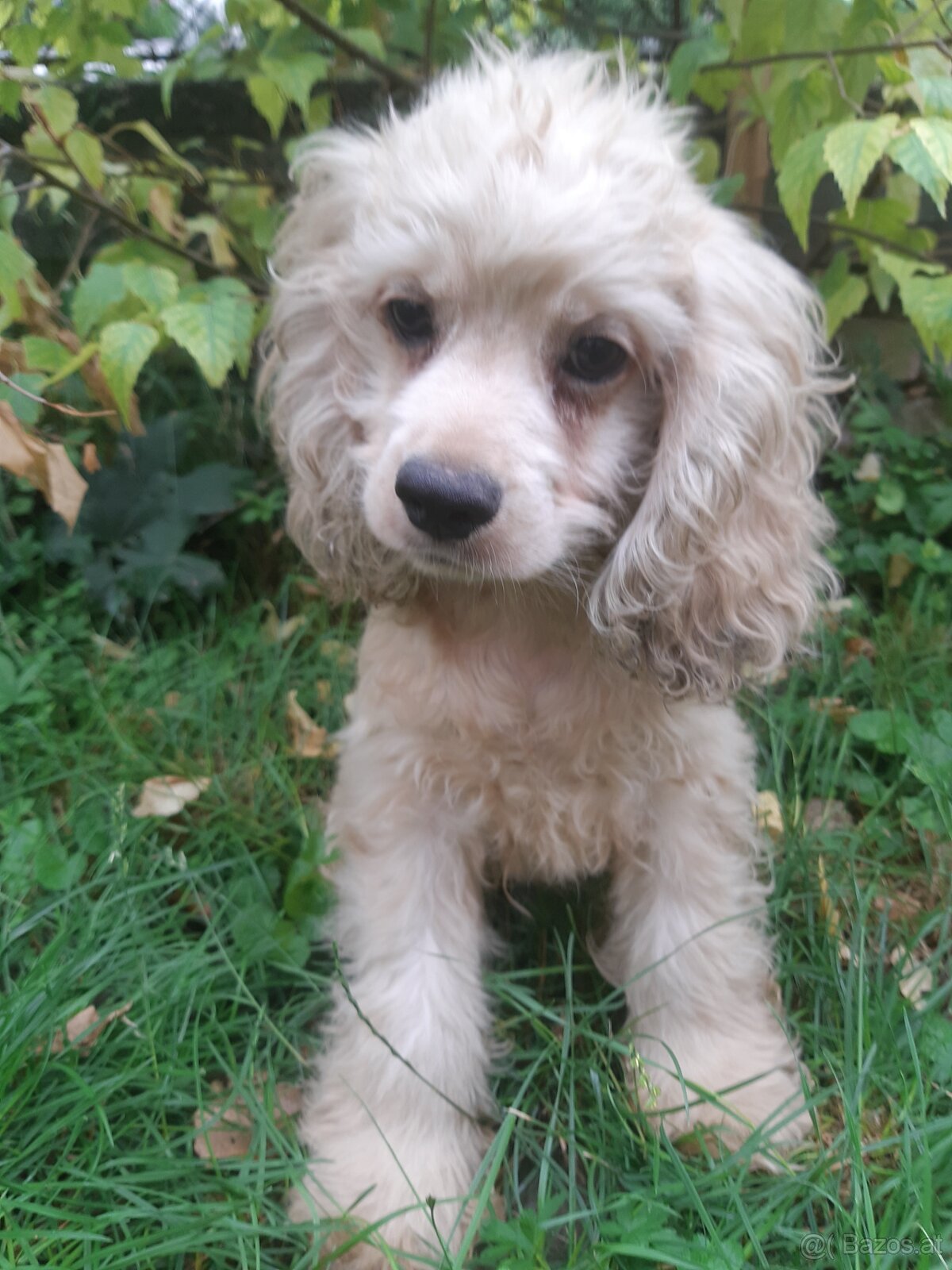 SPANIEL- FREUNDE AUFGEPASST - 2