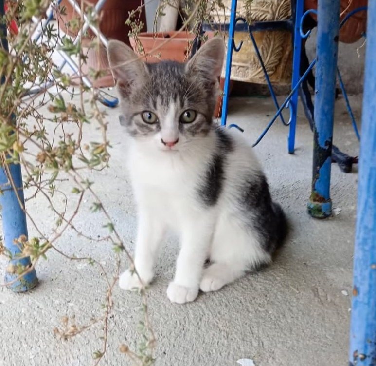 Babykatzen - 2