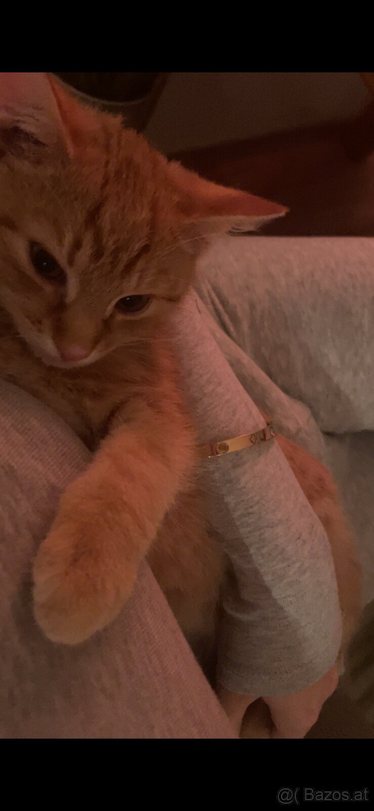 europäisch kurzhaar - 2