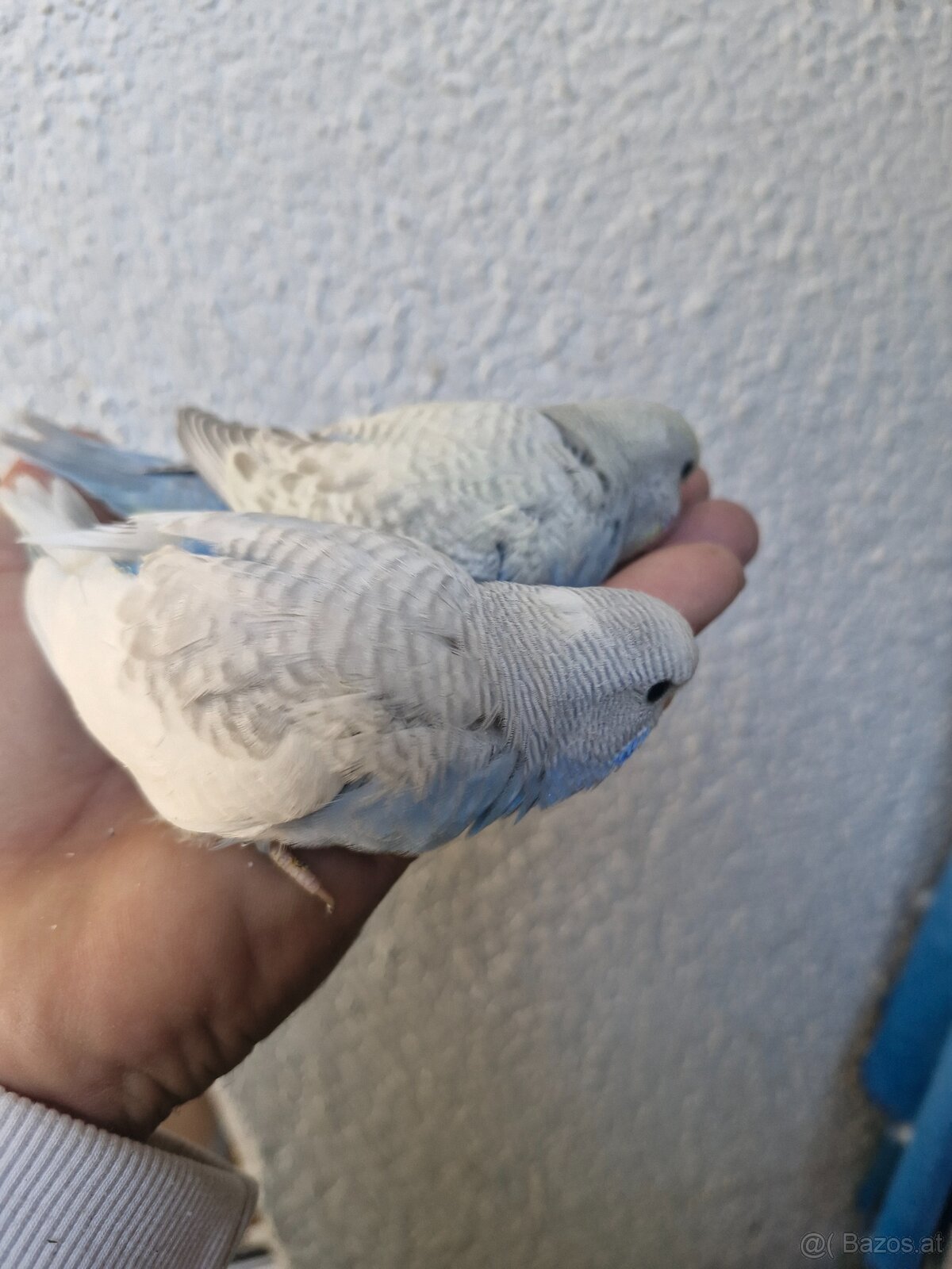 Nest junge Wellensittich - 2