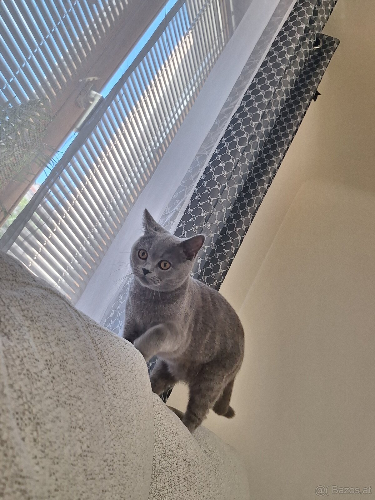 Bkh Katze - 2