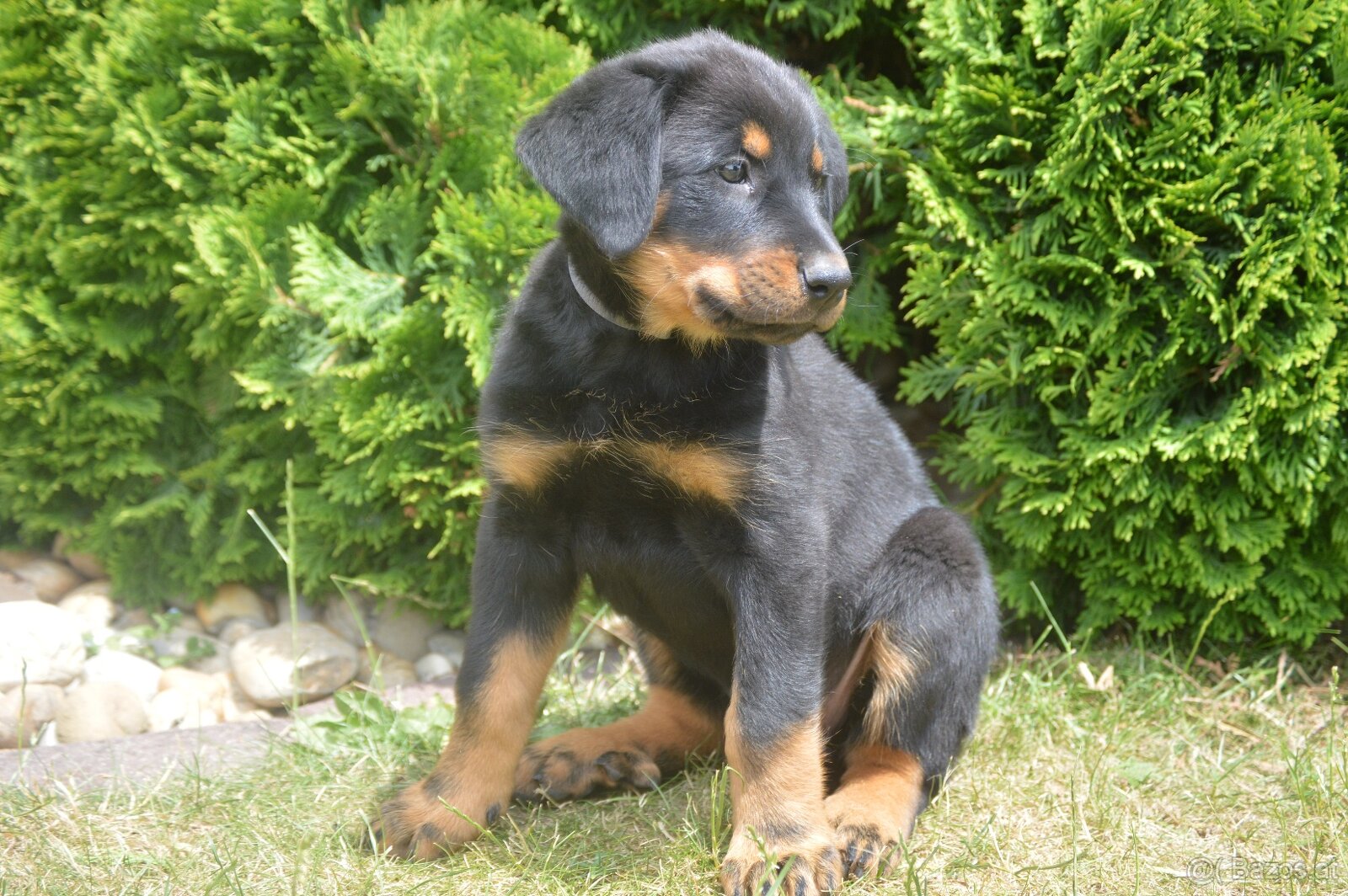 Beauceron Welpen (Berger de Beauce) - 2