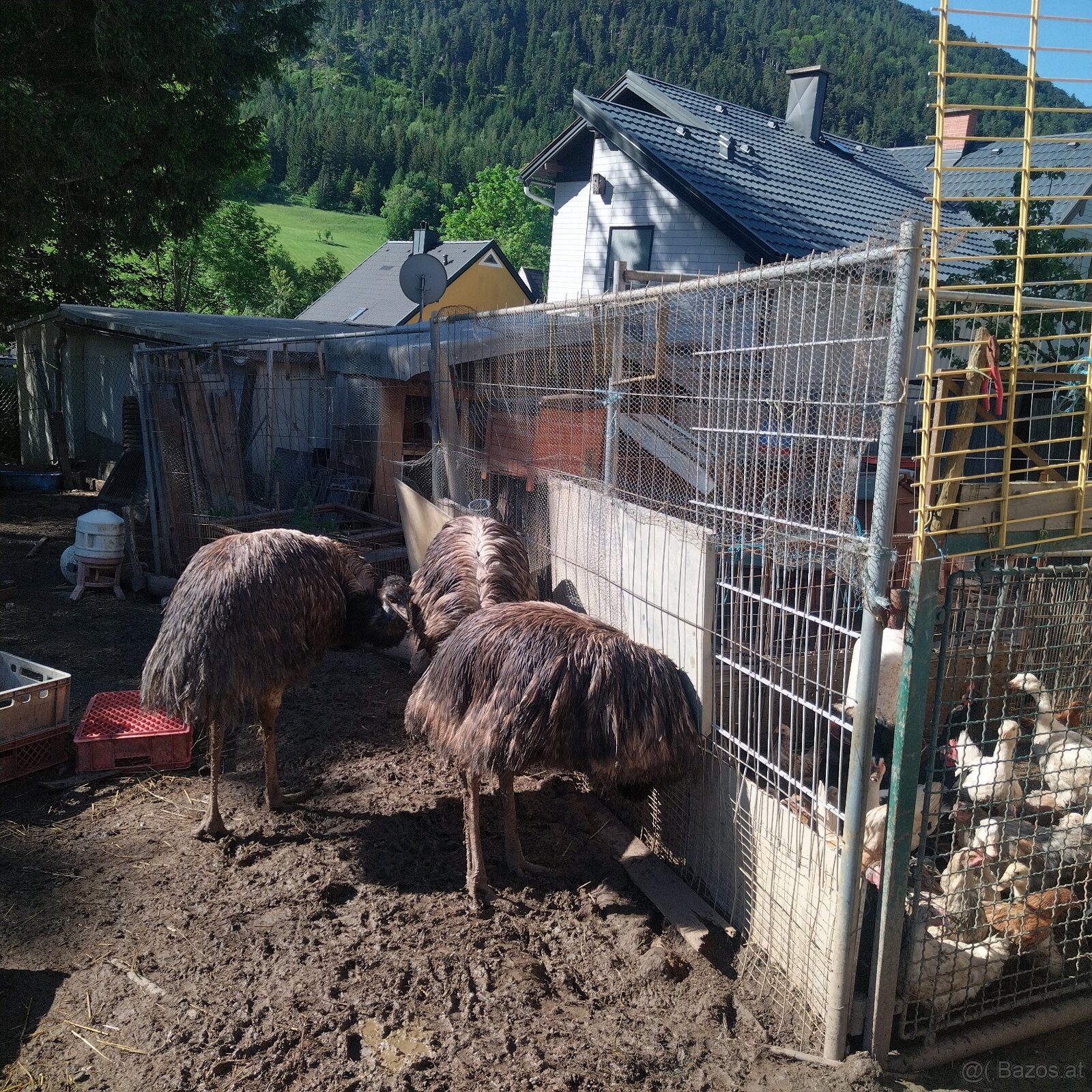 Emu 3 Stk zu verkaufen - 2