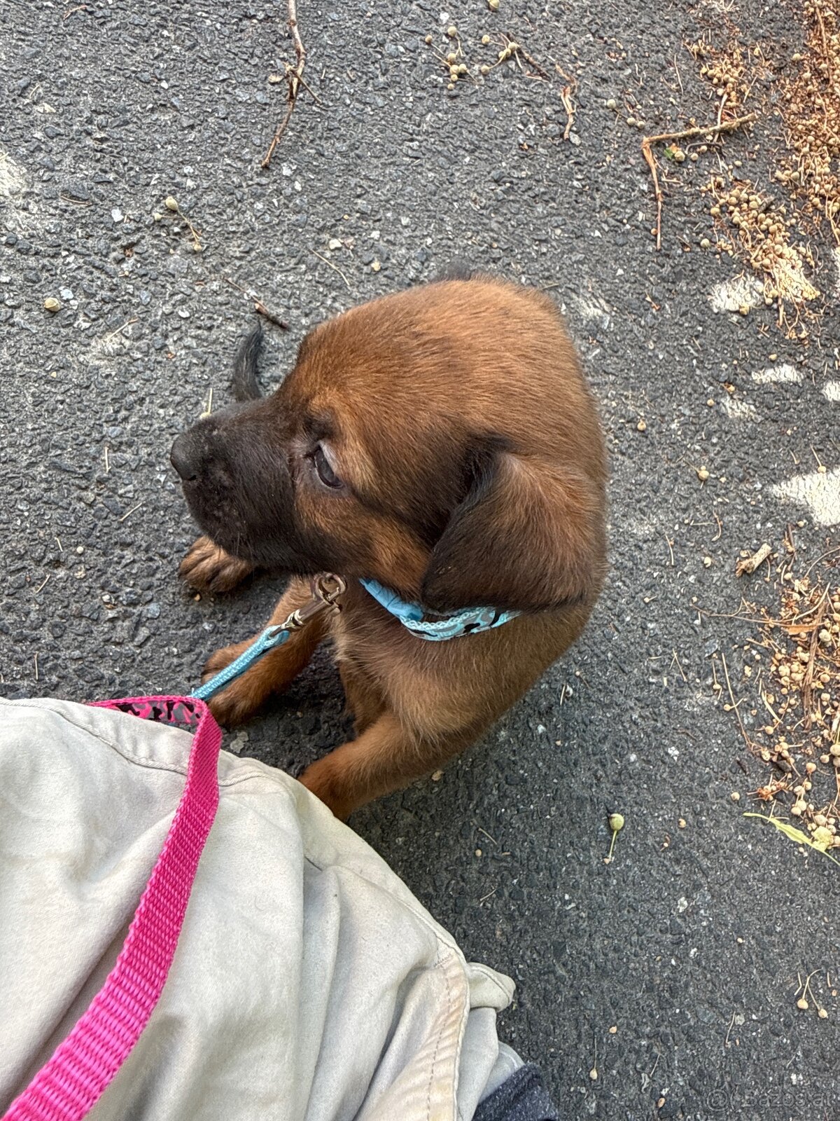 Welpen Malinois x Cane Corso - 2