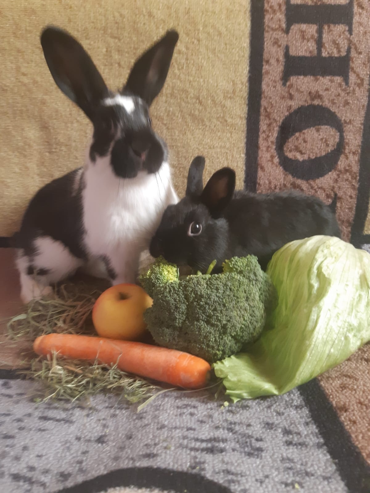 Zwergkaninchen zu vergeben - 2