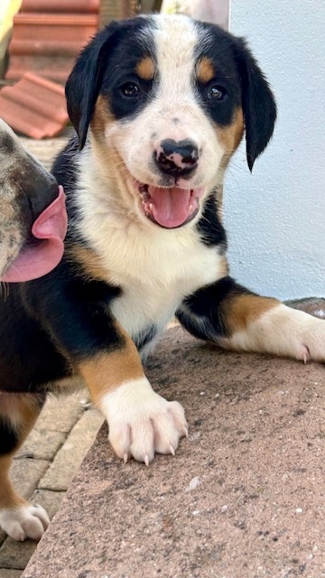 Großer Schweizer Sennenhund puppies - 2