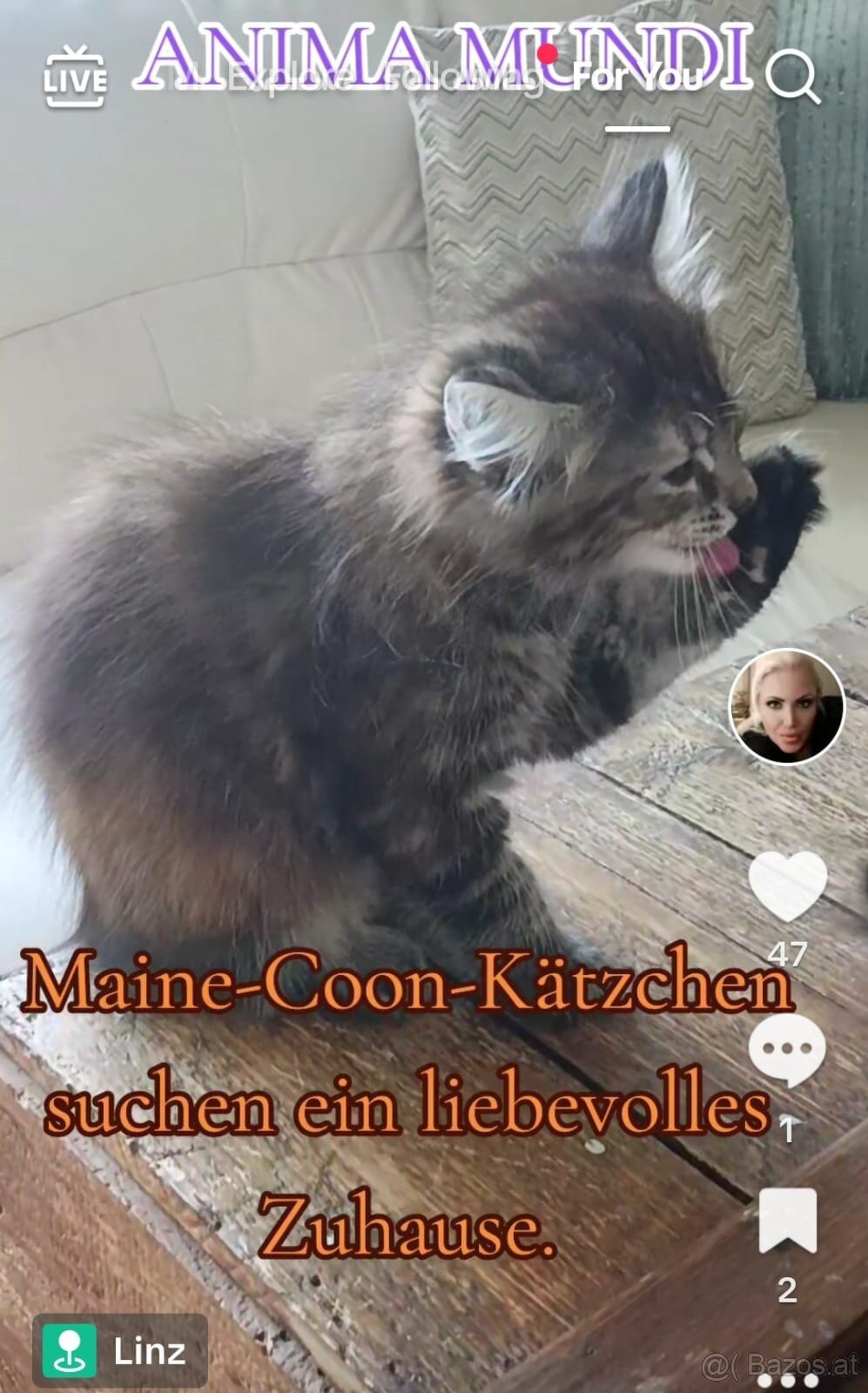 🐾 Süße Katzenbabys – Mix Maine Coon & Angora 🐾 - 2