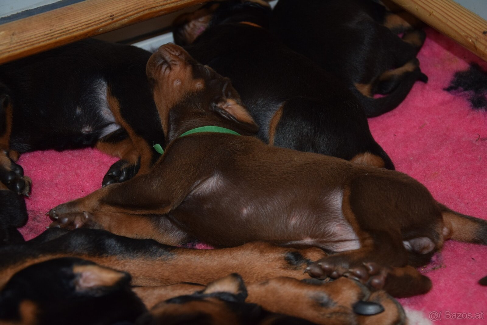 Dobermann - spitzen Welpen mit FCI Ahnentafel - 2