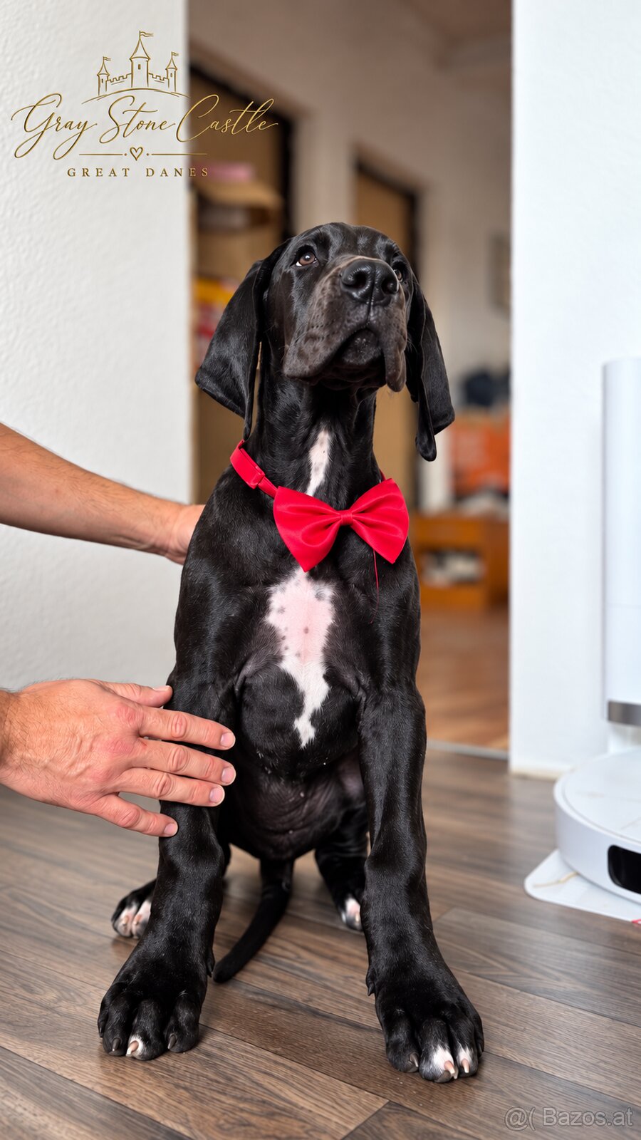 Deutsche Dogge mit Stammbaum - 2