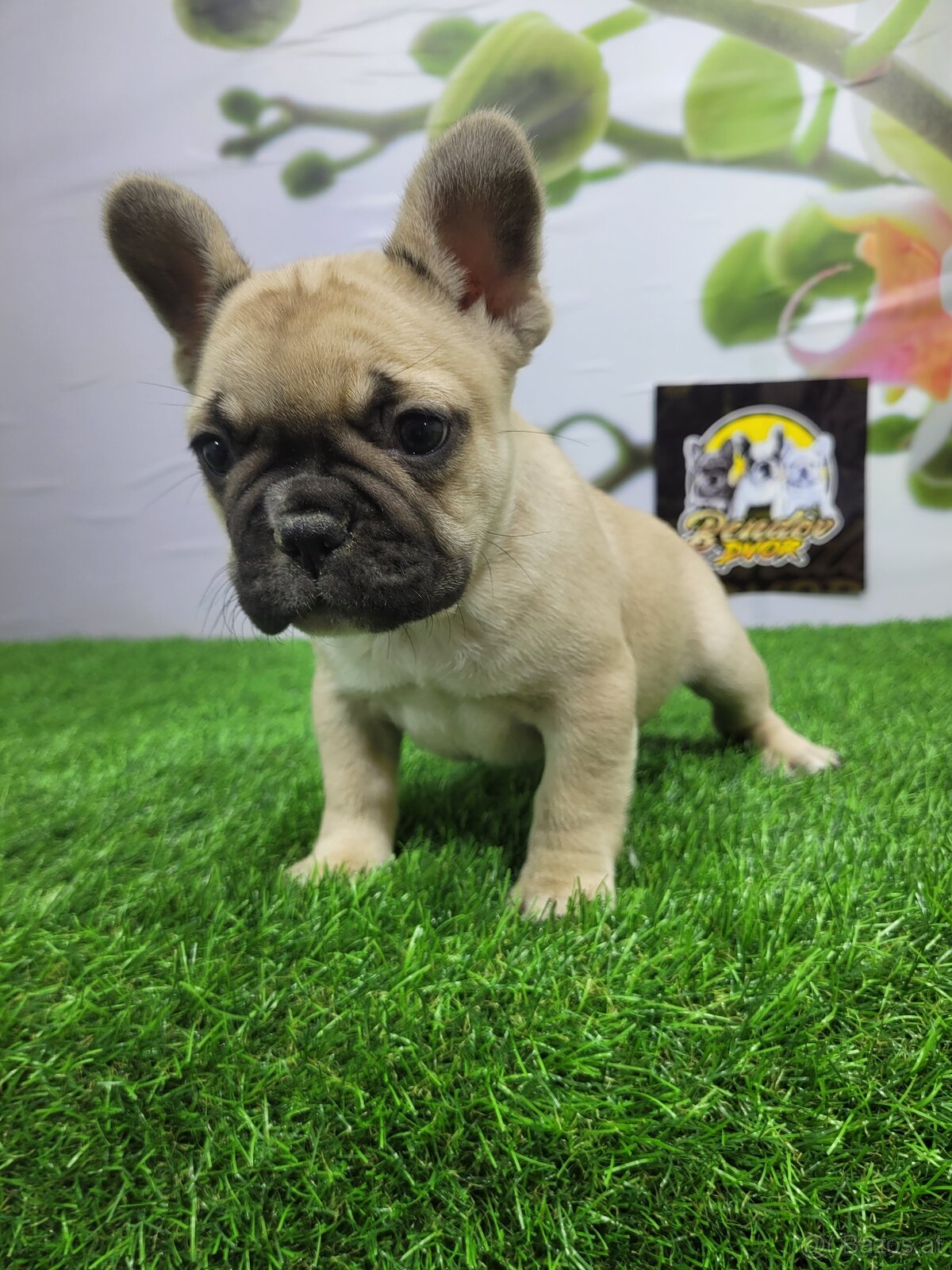 Französische Bulldoggen - 2