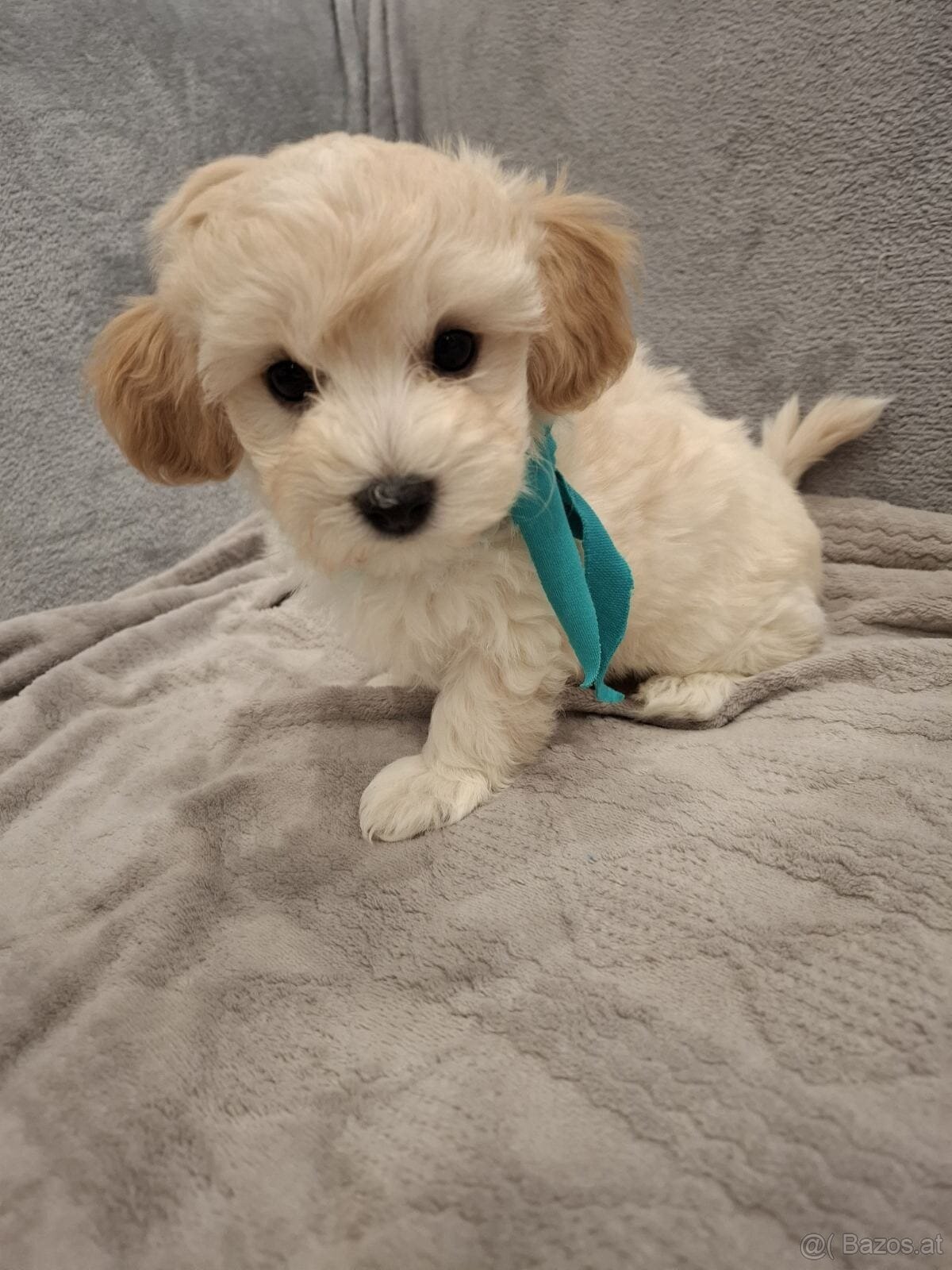 Malteser Welpen abzugeben - 2