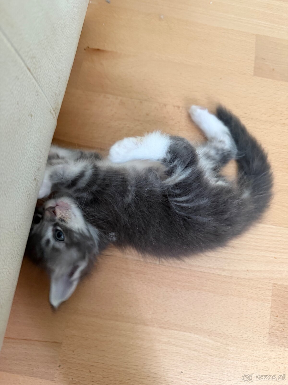 Maine Coon - 2