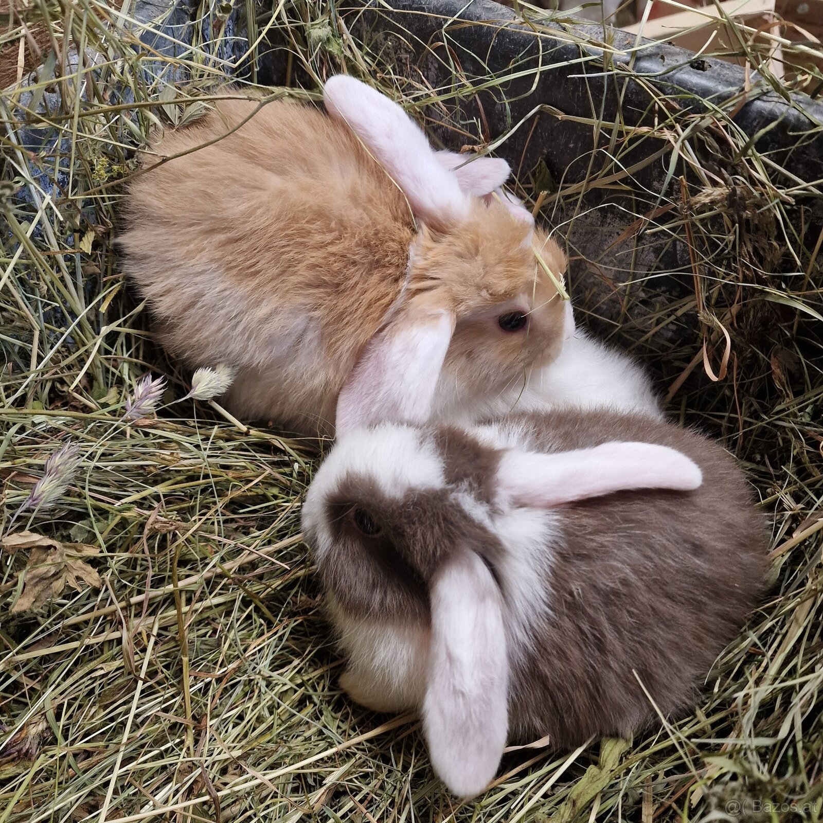 Minilop Häschen - 2