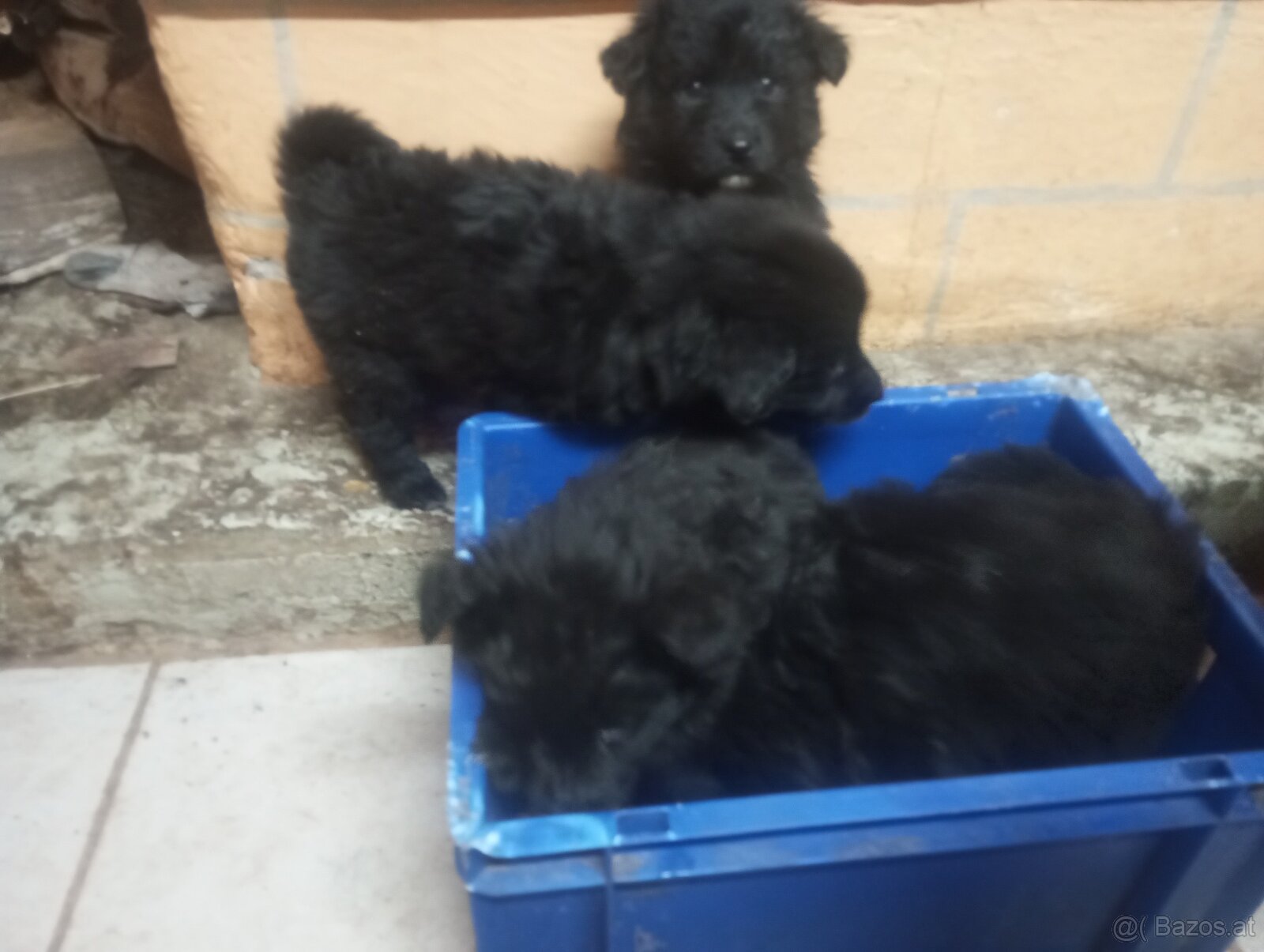 Mischlings Welpen - 2